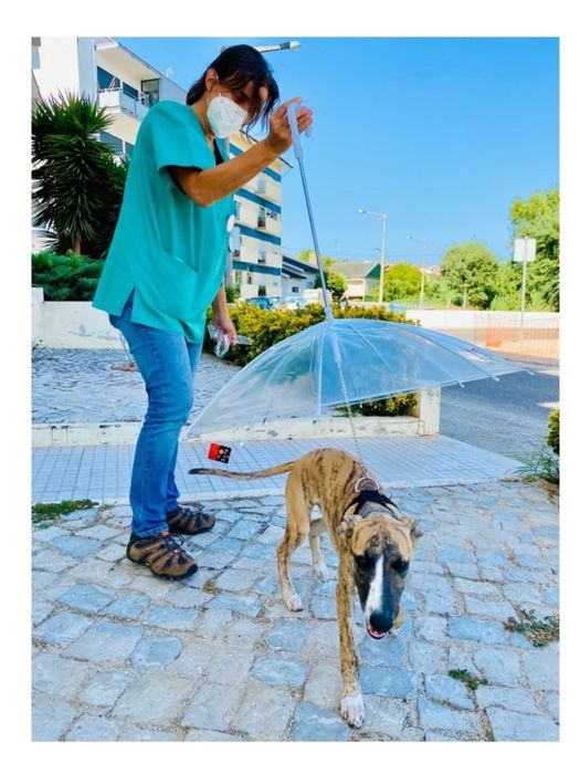 Trela Guarda-Chuva para cão