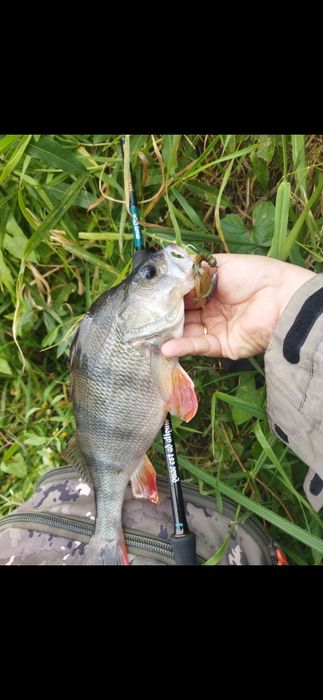 Crazy fish Versus Vsr 762MT