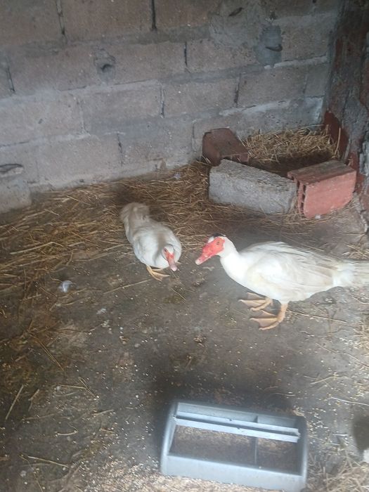 Vendo  um  casal  de  patos  criados em casa .