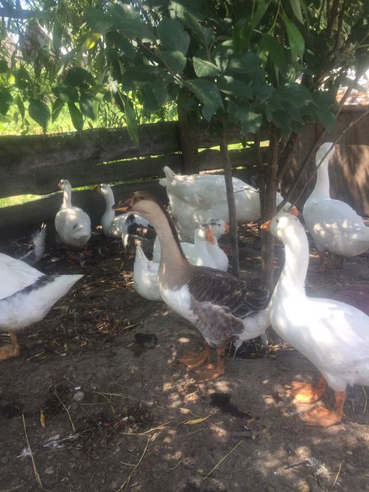 Продам гуси холмогори, лінда, кубанка