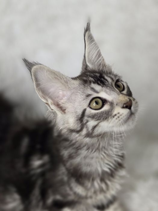 Кошенята  Мейн Кун  продажа