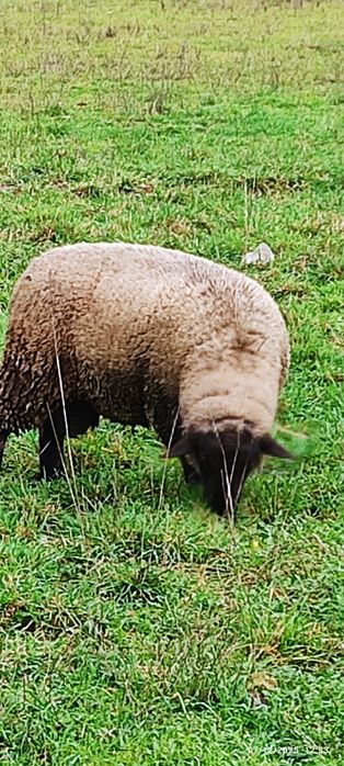 Casal ovelhas suffolk