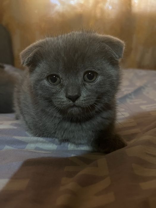 Котенок британец вислоухий