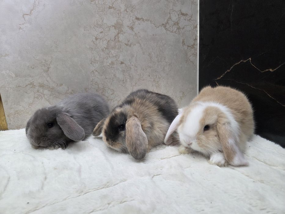 Mini lop po rodowodowych rodzicach