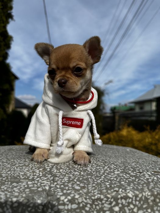 Супер міні чіхуахуа дівчатка в ізабелловому окрасі