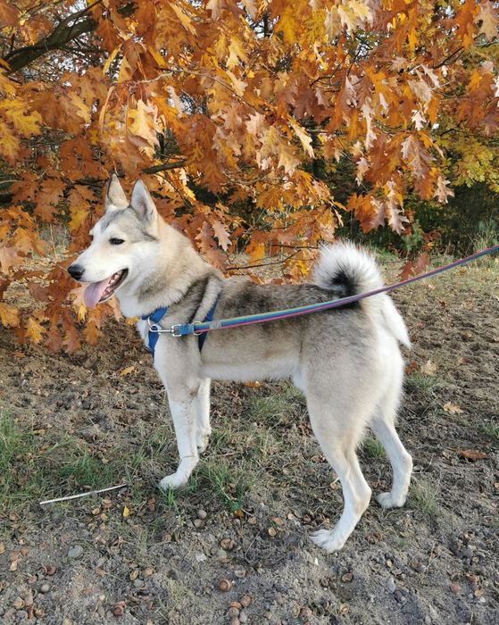 AXEL młody aktywny piękny pies