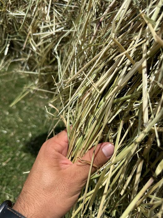 Feno de Azevém de 400 kg de Qualidade Superior