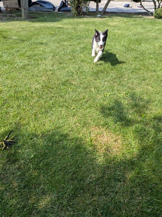 Border Collie Suczka Badania Genetyczne