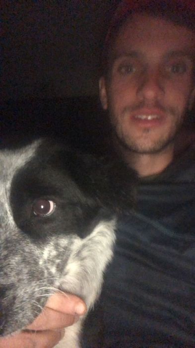 Cadela border collie