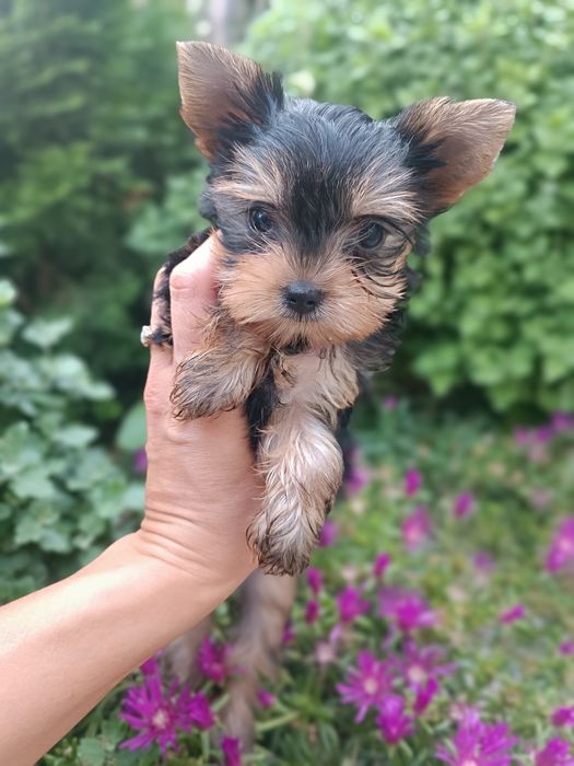 Продаються маленькі йорки