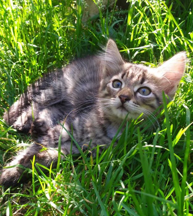 Красиві Кошенята БЕЗКОШТОВНО. Смугастий хлопчик Чорнява дівчинка. Котята