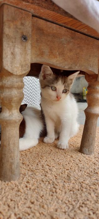 Котик в добрі руки