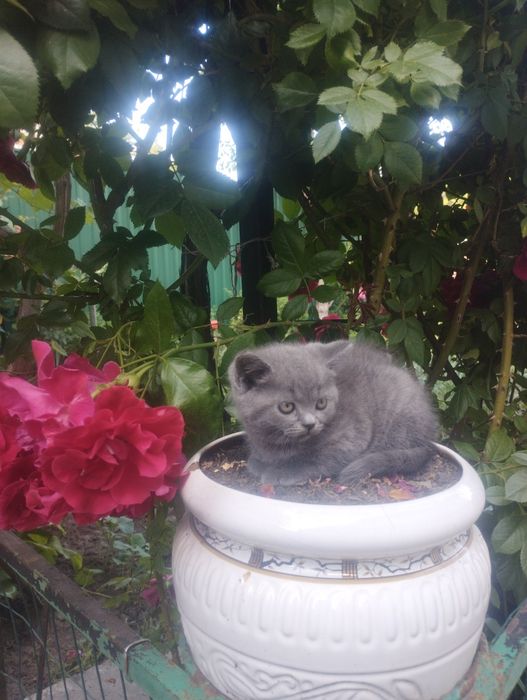 Кошенята 100 грн.