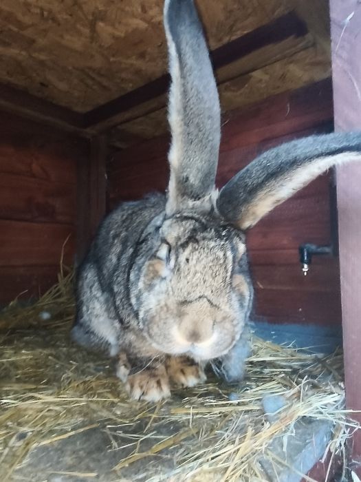 Olbrzym belgijski SAMIEC BOS