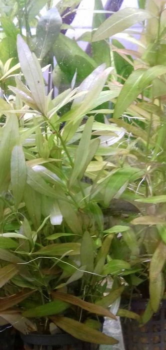 Hygrophila Polysperma - Nadwódka Wielonasienna