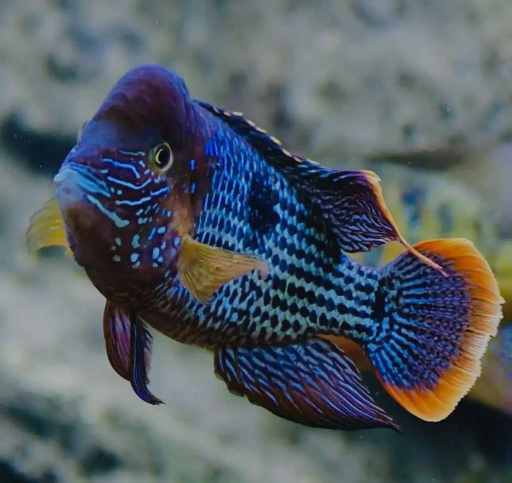 Akara pomarańczowopłetwa Barracuda Dębica