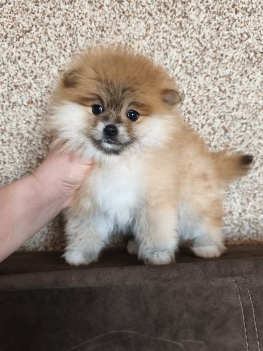 Міні дівчинка померанський шпіц 2,5 міс.