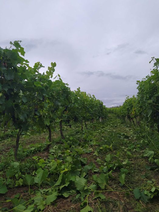 Winogrono Solaris Rondo i 5 innych odmian