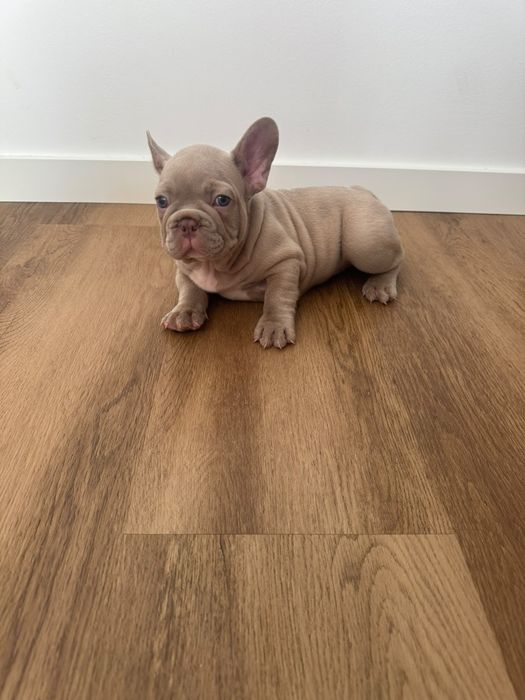 Bulldog francês Isabella