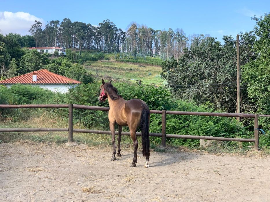 Égua cruzada Árabe