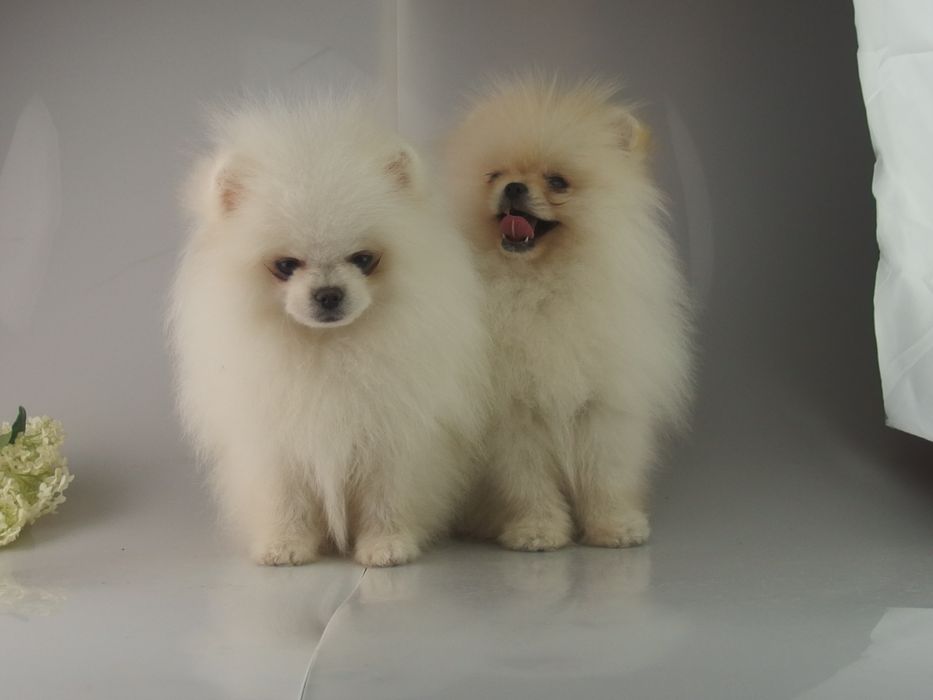 FCI# Pomeranian Szpic miniaturowy BIAŁY PIESEK