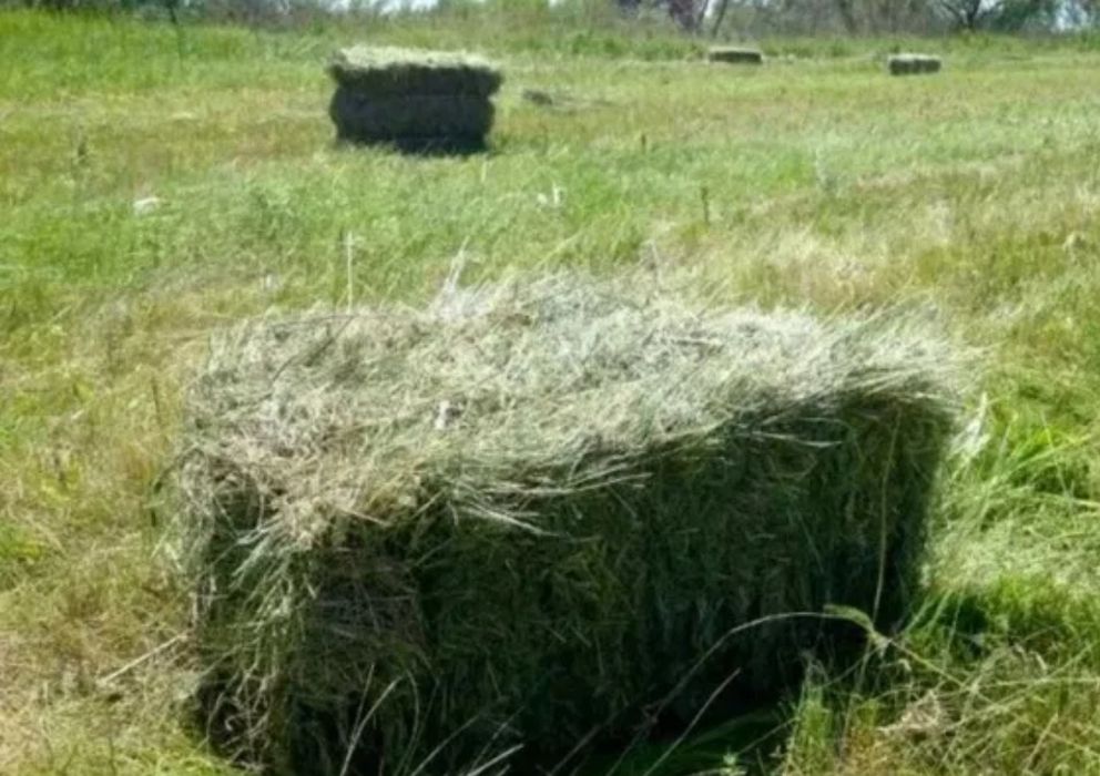 Продам сіно тюковане 2025