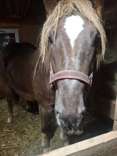 Sprzedam klacz zimnokrwistą