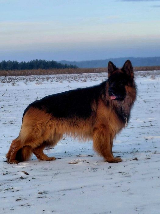 Owczarek Niemiecki Owczarki Niemieckie