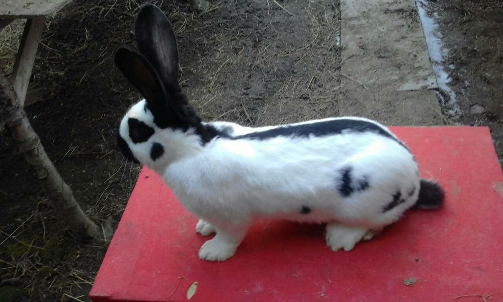 Кролики.Кролі.Самці-самочки.НПВ