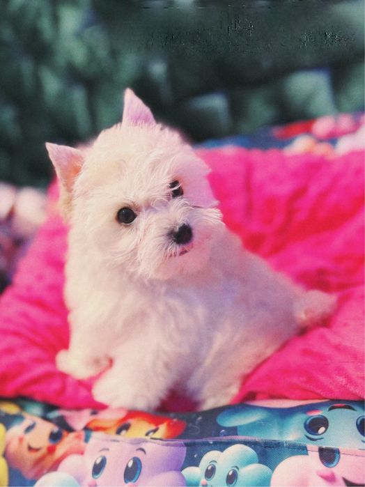 Piesek Golddust Yorkshire Terrier York chlopak chlopczyk