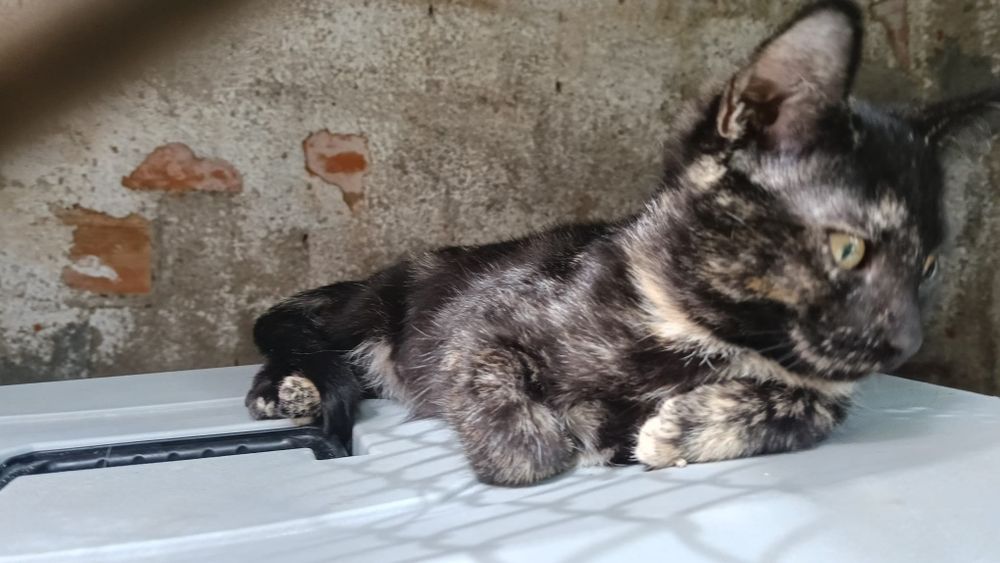Maite- gata bebé para adoção responsável