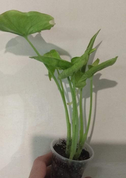 Продам сингоніум Манго Алюжн