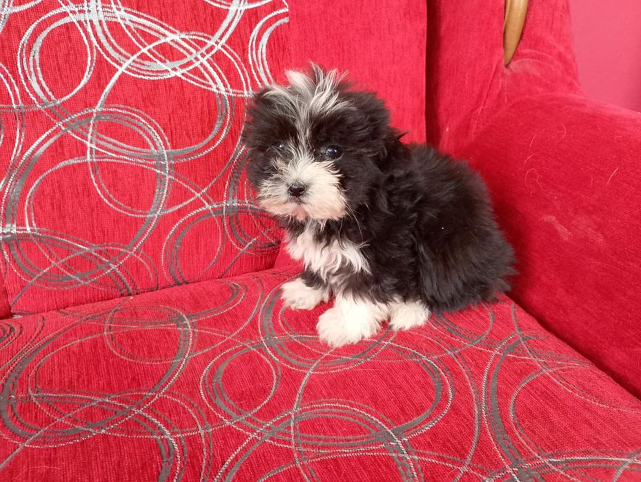 Morkie&hybryda&Maltanczyk&York