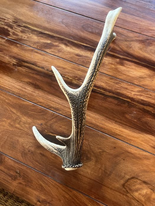 Poroże dlugosc ok 50 cm