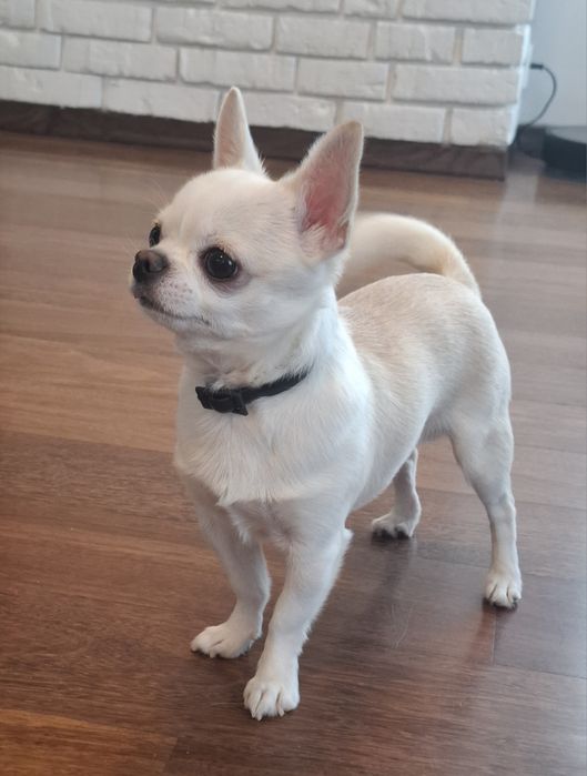 Reproduktor krycie Chihuahua