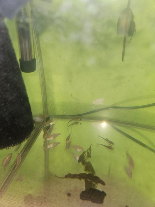 Barwniak czerwonobrzuchy albinos