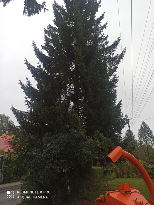 Wycinka drzew/frezowanie pni/mulczer leśny