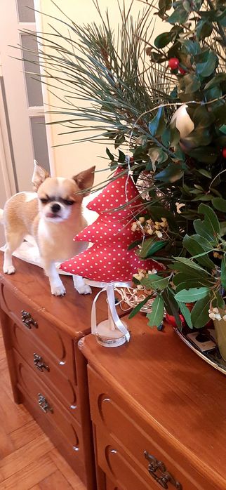 Chihuahua macho miniatura, pedegree