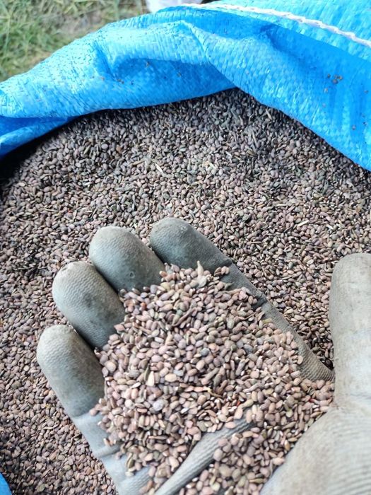 Seradela sucha czysta