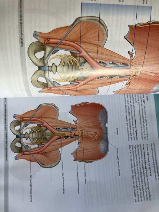 Gray’s anatomia clinica para estudantes 3 edicao