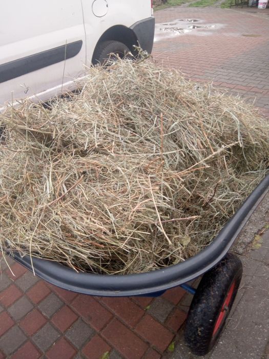 Siano z koniczyną czerwoną, lucerną. Rośliny motylkowe