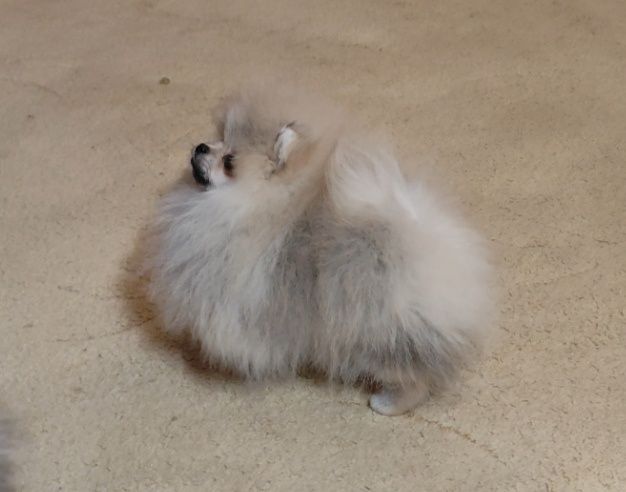 Шикарна шерсть, золотий характер)