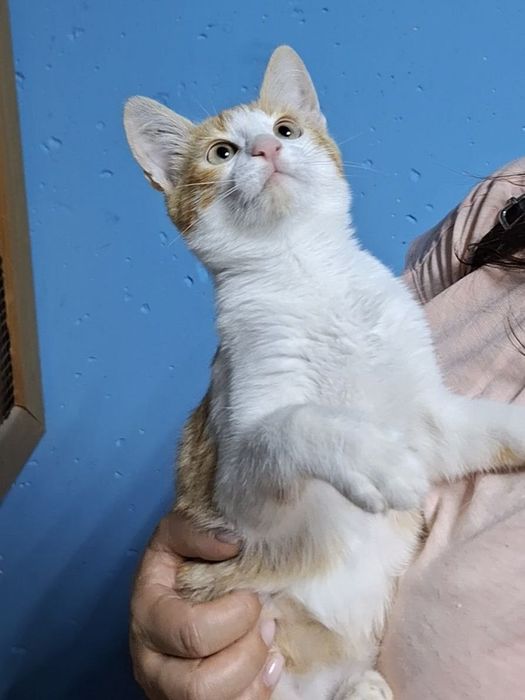 Віддам рижого котика безкоштовно