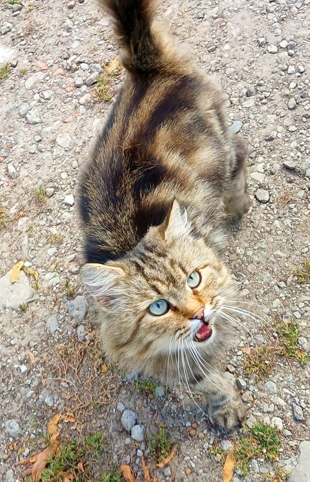 Пушистый мраморный молодой котик ищет дом! котята в хорошие руки!