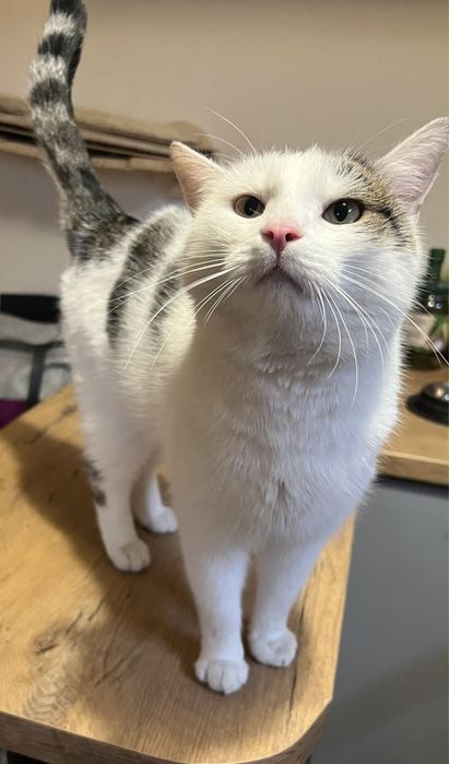 Kocurek Lolek szuka domu!