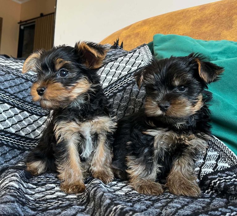 Yorkshire terrier pieski