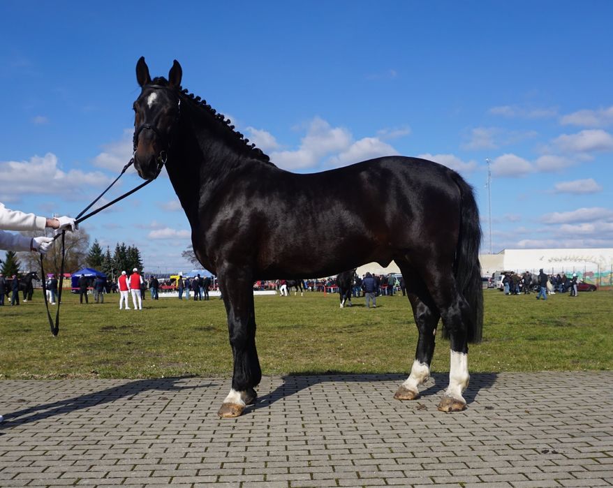 ogier śląski z licencją Dantes ŁL