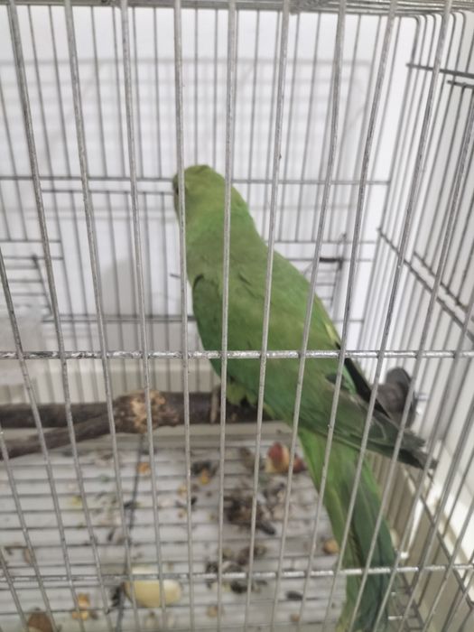 Troco por rosicoli domesticado ou bebe