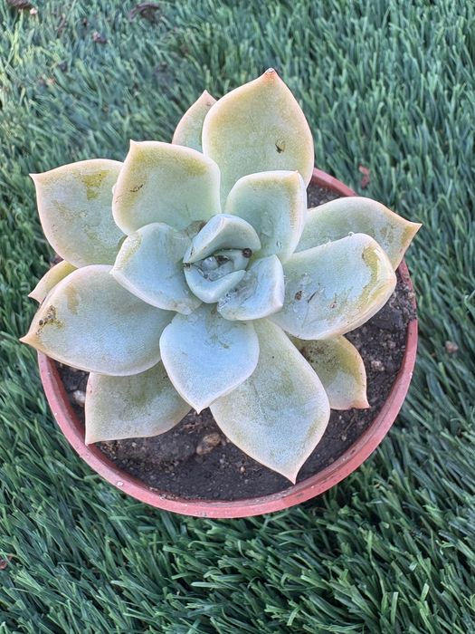 Echeveria pulvinata,,Ruby’’; Echeveria pulvinata Frosty’’; Echeveria ,,Melaco’’;Agavoides; Graptoveria,,Fred Eyves’’; Sedeveria Letizia- preço 1€