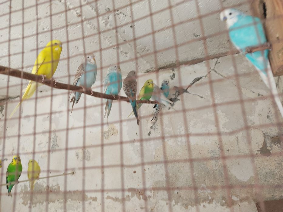 Piriquitos australianos